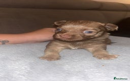 Mixed Breed dogs for sale: Chihuahua x pups  - Image 7