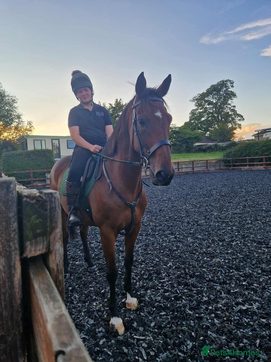 Irish Thoroughbred horses for sale: Unraced TB Gelding “Arthur” - Image 3