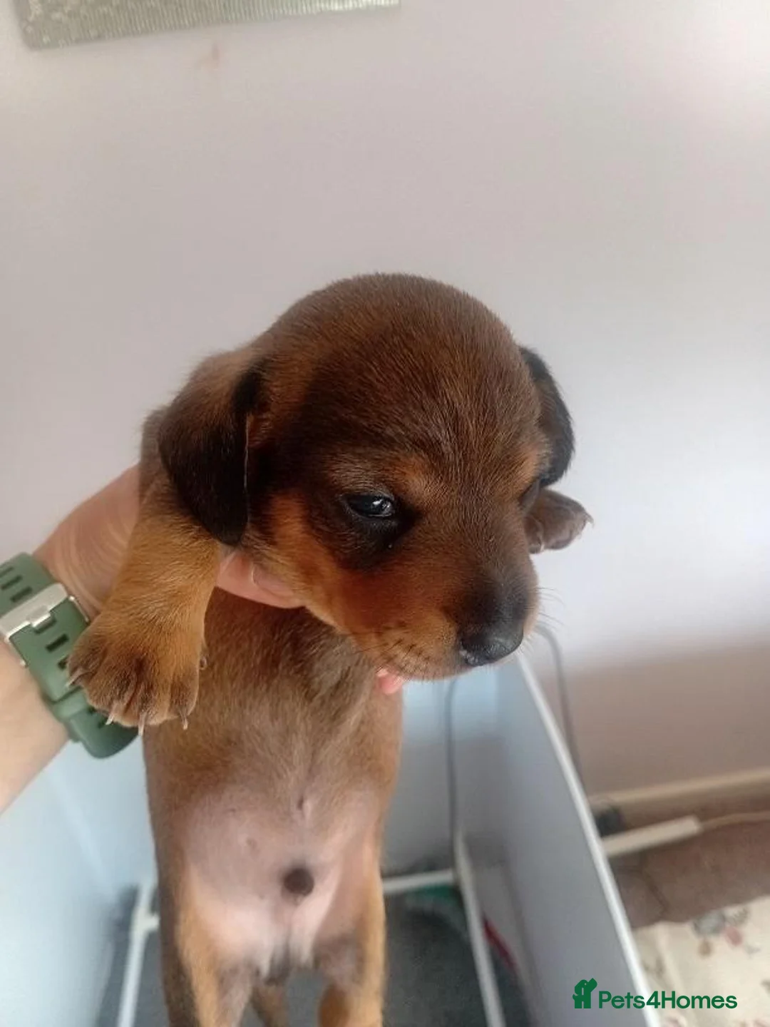Miniature Dachshund dogs for sale: Miniature dachshund boy for sale  - Advert 2