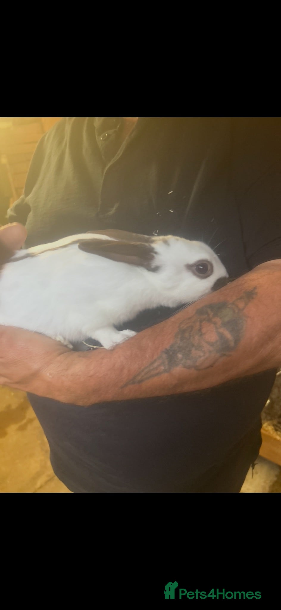 Rex rabbits Male rex - Advert 13