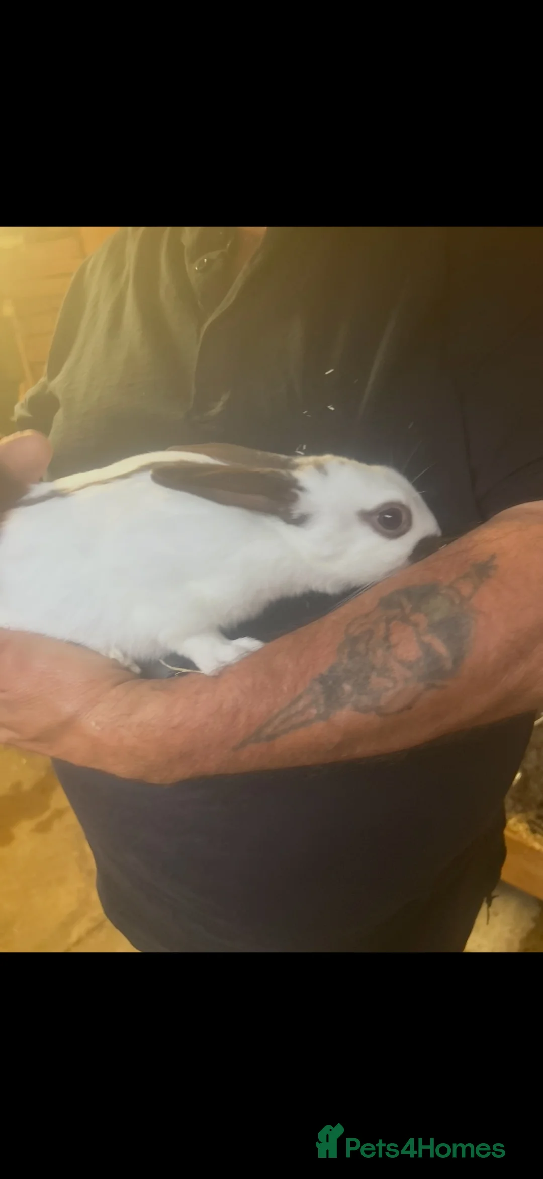 Rex rabbits for sale: Male rex in Leeds - Advert 1