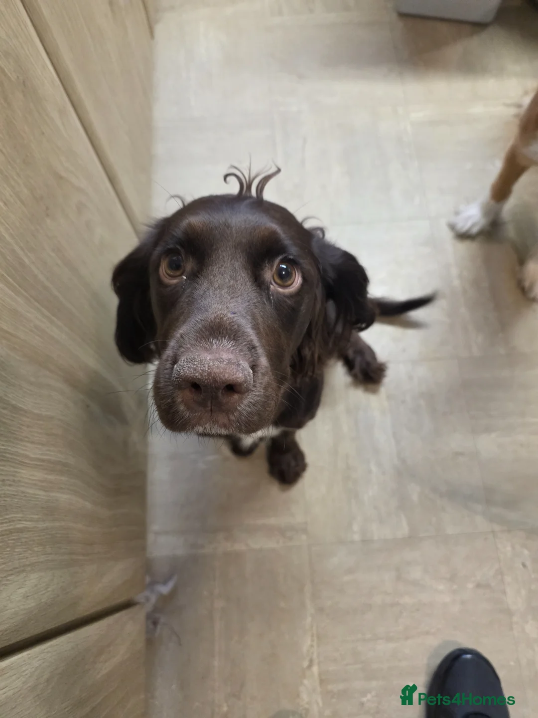 Cocker Spaniel dogs for sale: Cocker spaniel puppies for sale - Advert 1