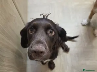 Cocker Spaniel dogs Cocker spaniel puppies for sale - Advert 1