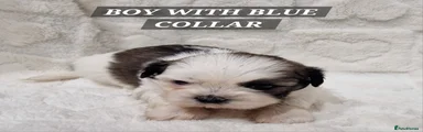 Shih Tzu Puppy Blue Collar