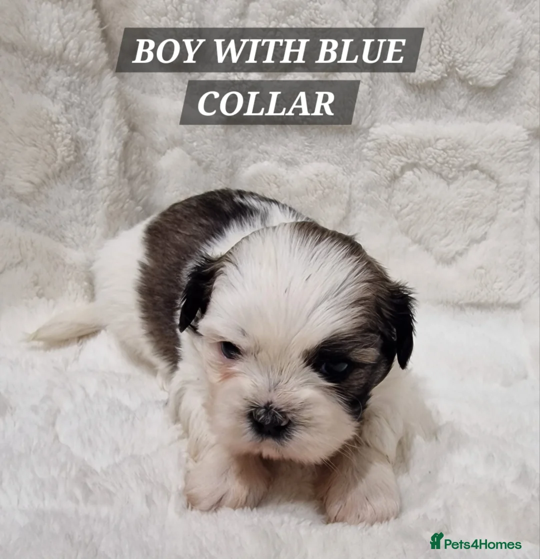 Shih Tzu dogs for sale: Pure breed Shih Tzu puppy - Advert 3