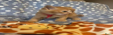 Orange boy - red collar 