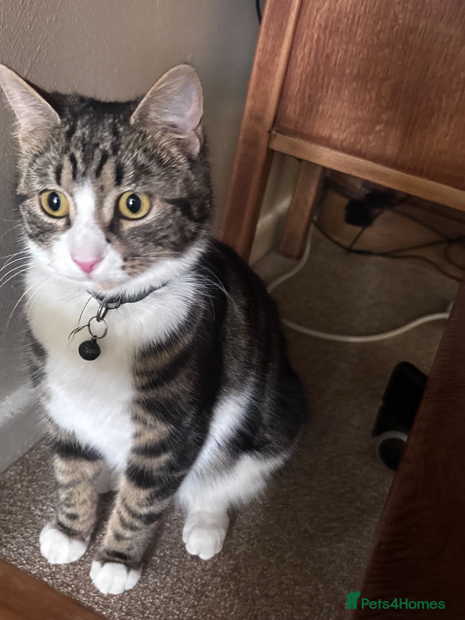 Domestic Shorthair cats 3 male kittens for sale - Advert 2