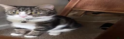 Domestic Shorthair cats for sale: 3 male kittens for sale - Advert 8