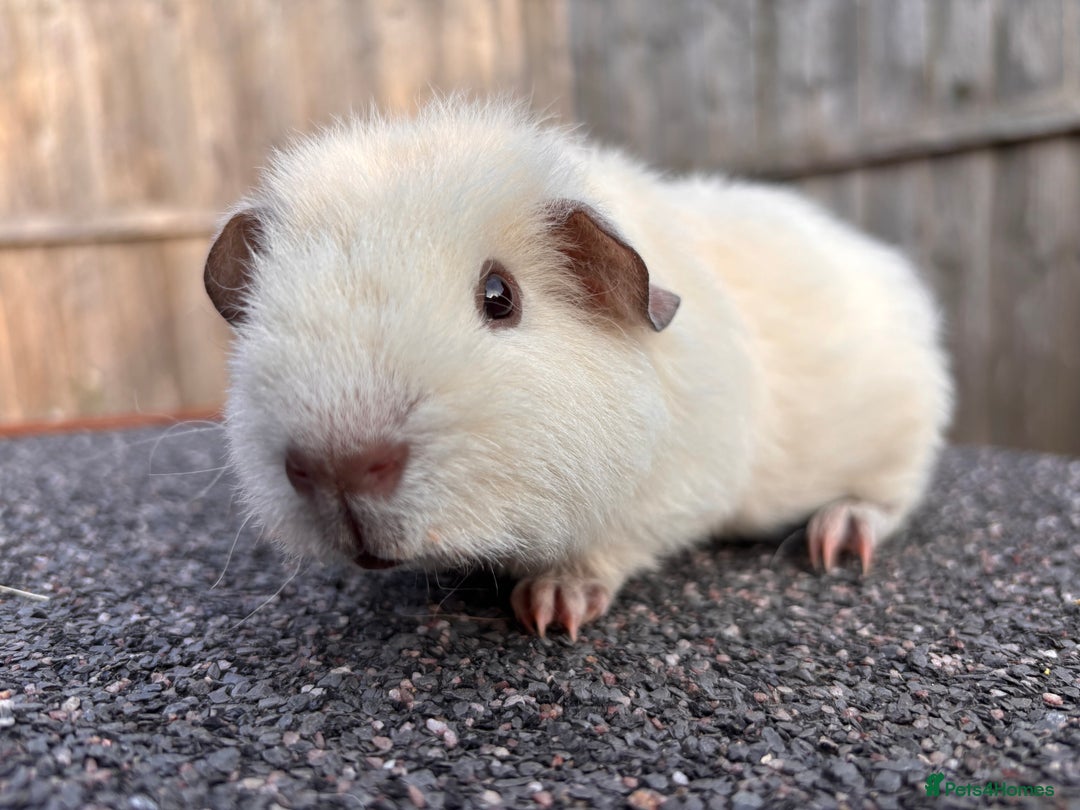 Guinea Pig rodents for sale: Little baby boar - Image 2