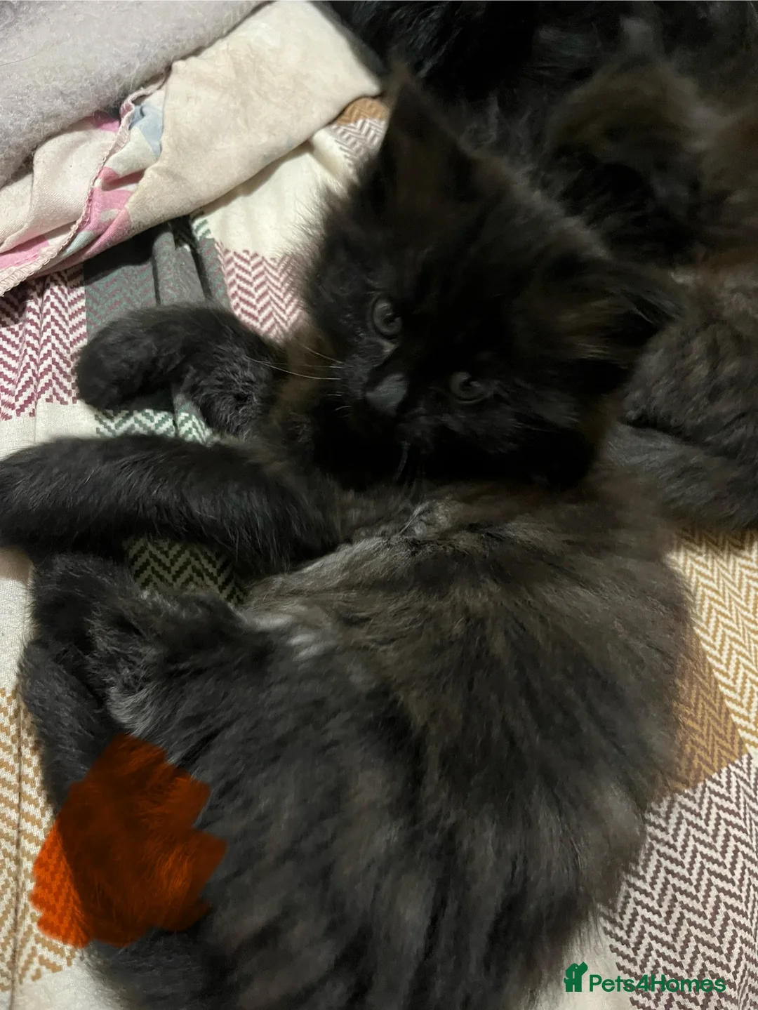 Mixed Breed cats for sale: Black kittens  - Advert 2