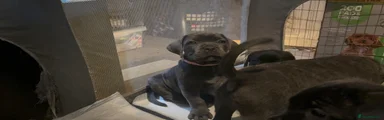 Cane Corso 3