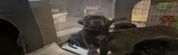 Cane Corso dogs for sale: Beautiful Cane Corso puppies Ready NOW - Advert 6