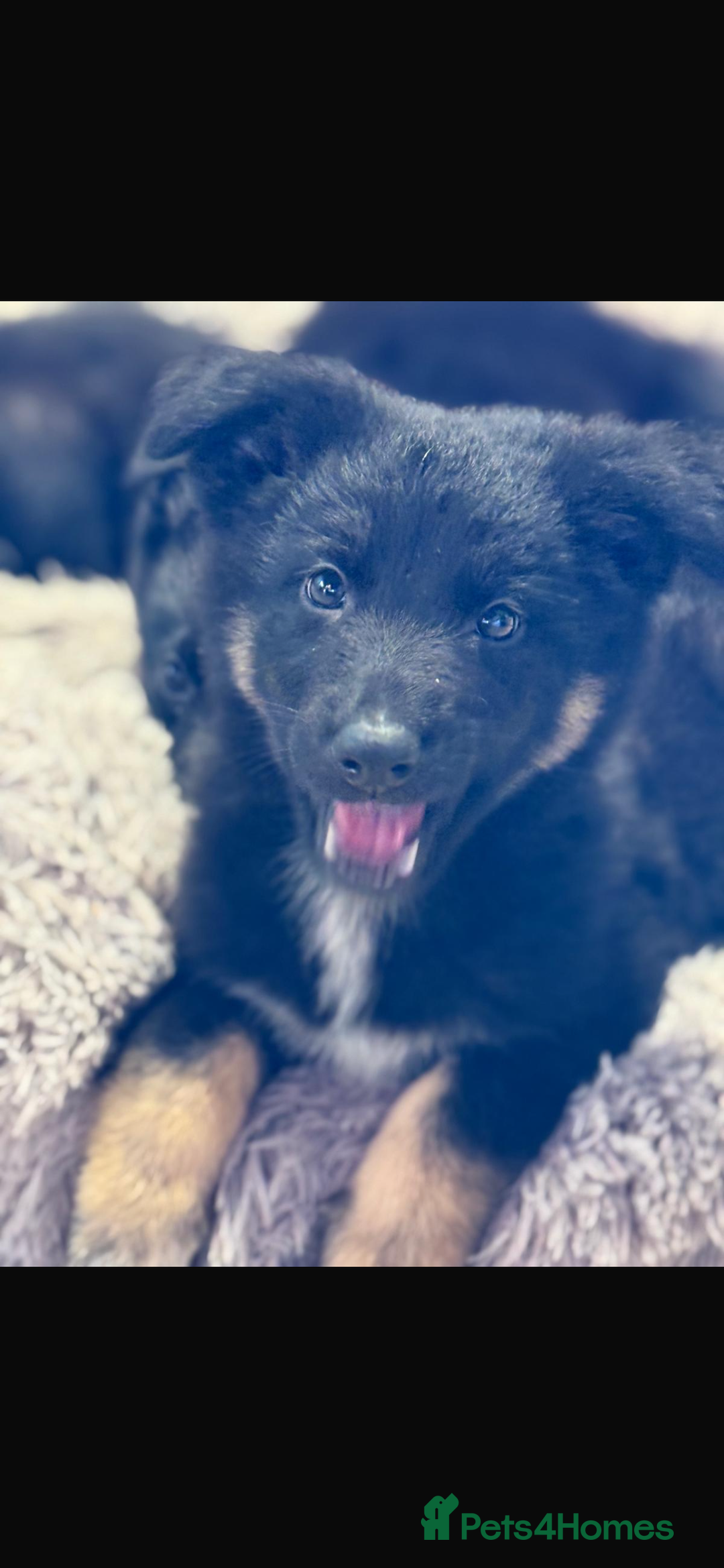 Mixed Breed dogs for sale: 🐶German Shepherd X Puppies🐶 - Image 3