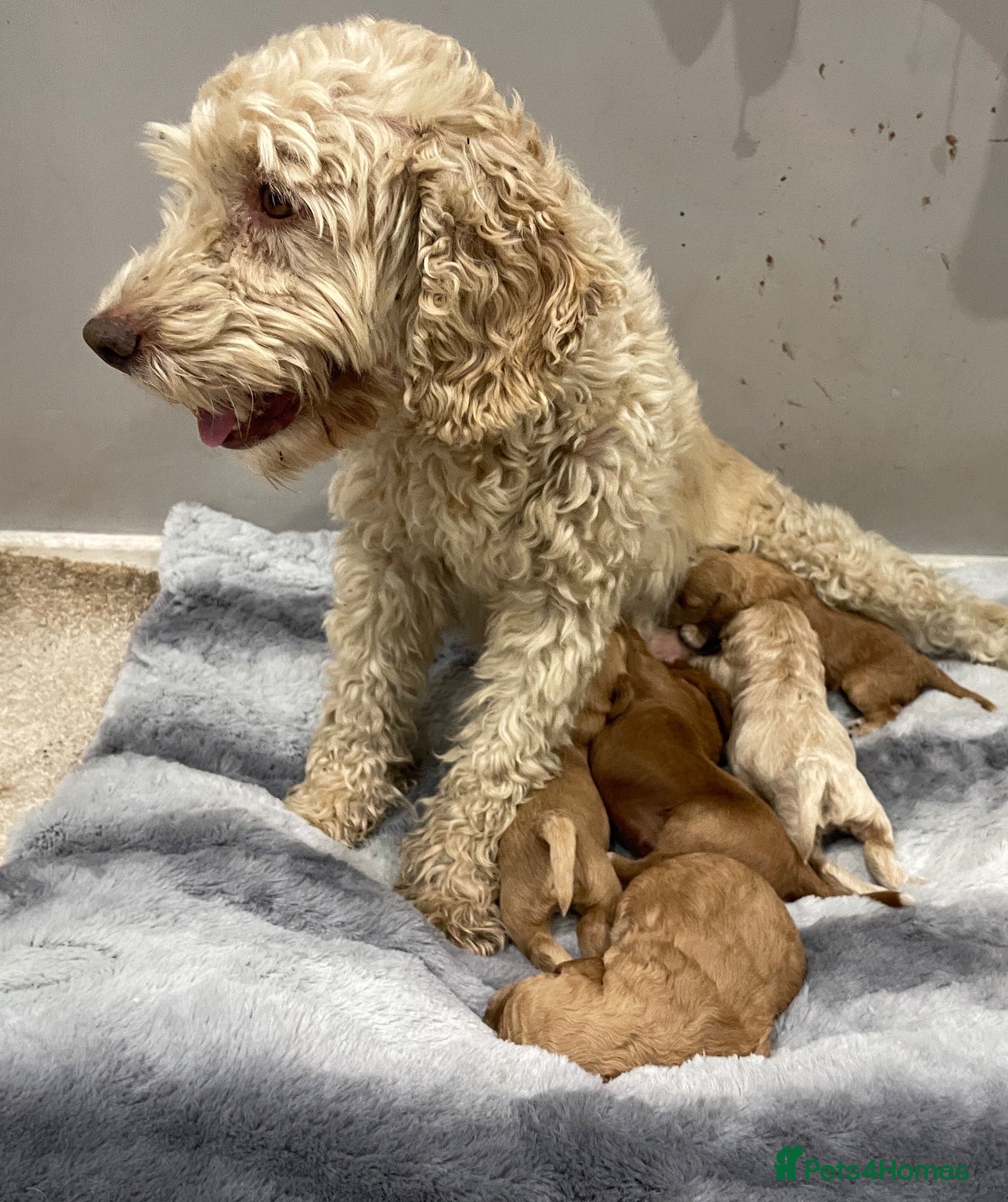 Cockapoo dogs Beautiful Cockapoo Apricot, Red 5⭐️ Health tested - Advert 1