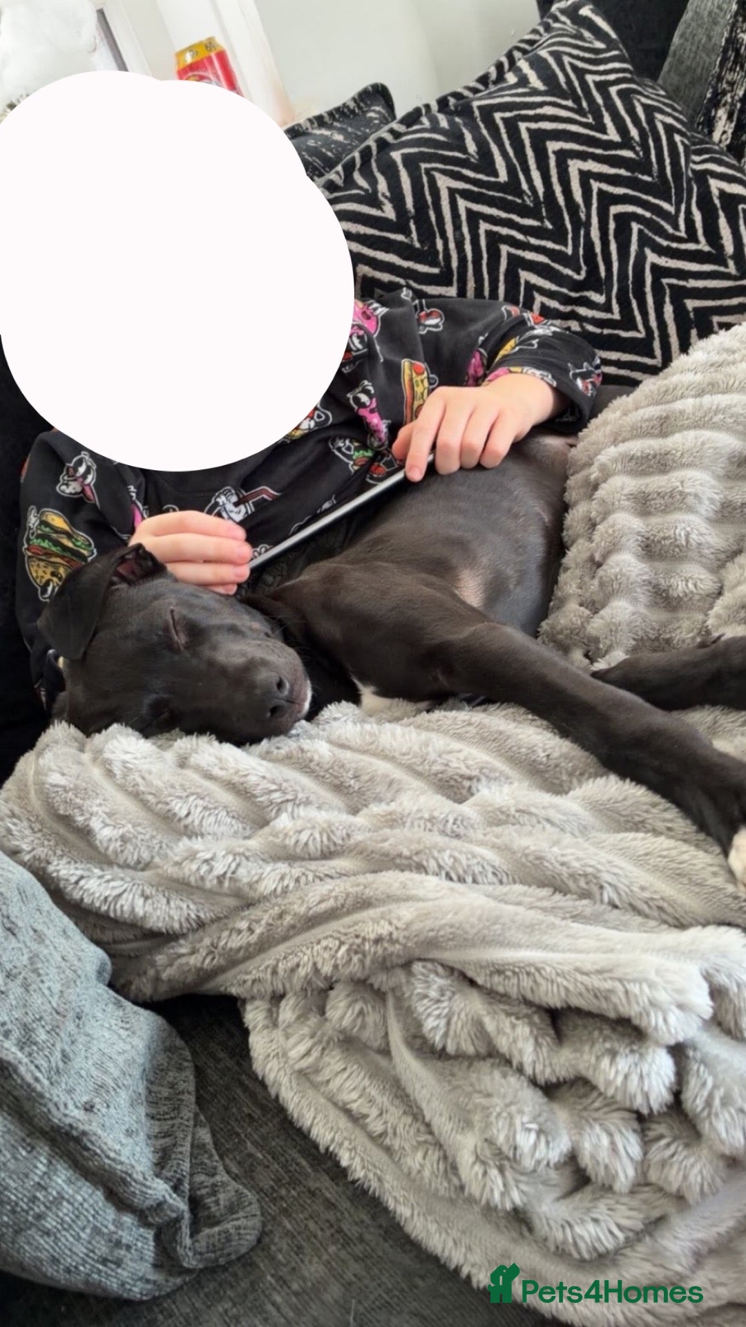 Lurcher dogs for sale: Lurcher puppie - Advert 24