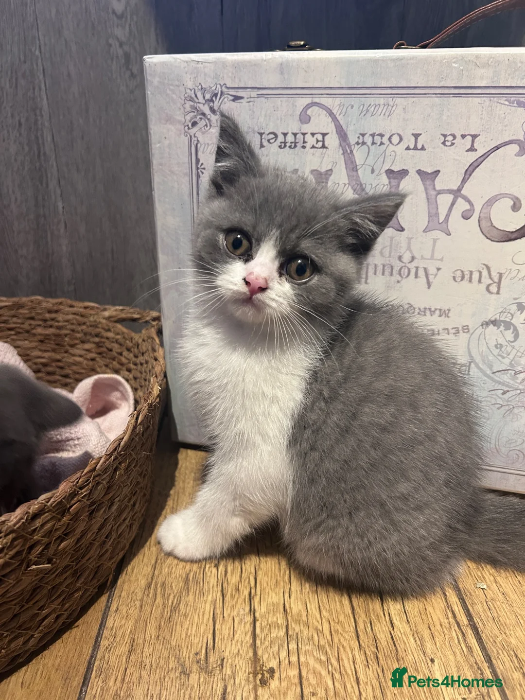 British Shorthair cats for sale: Beautiful kitten 💖 - Advert 1