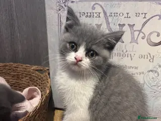 British Shorthair cats Beautiful kitten 💖 - Advert 1