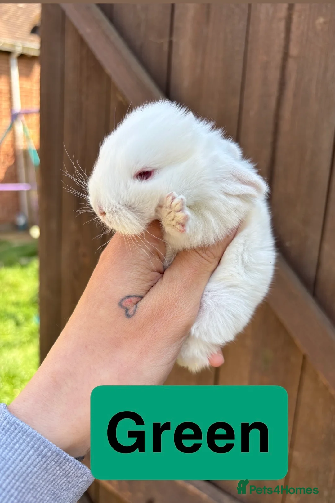 Mini Lop rabbits for sale: Mini lop babies in Fareham - Advert 5