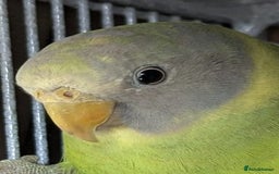Ringnecks birds for sale: Young plum headed parakeet  - Image 4