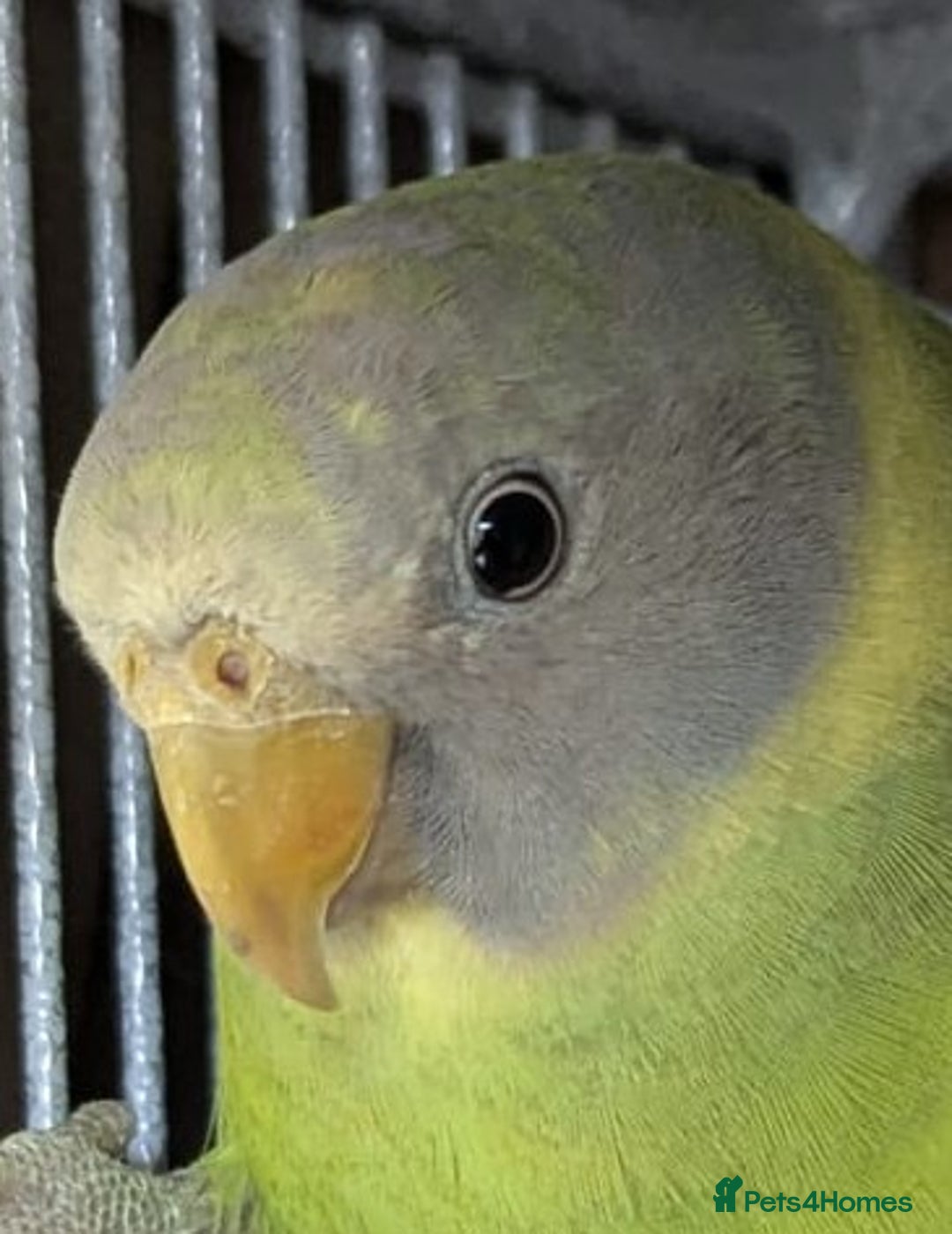 Ringnecks birds for sale: Young plum headed parakeet  - Image 4