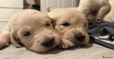 Golden Retriever dogs - Advert 4
