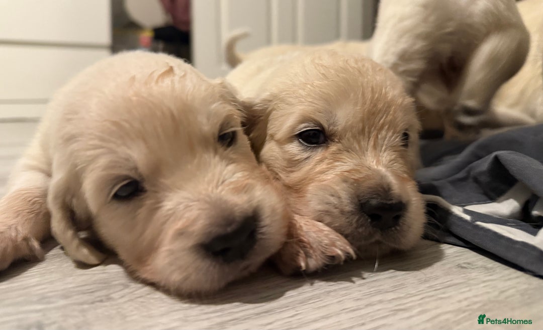 Golden Retriever dogs for sale: Golden Retriever Puppies 4 boys & 3 girls  - Image 2