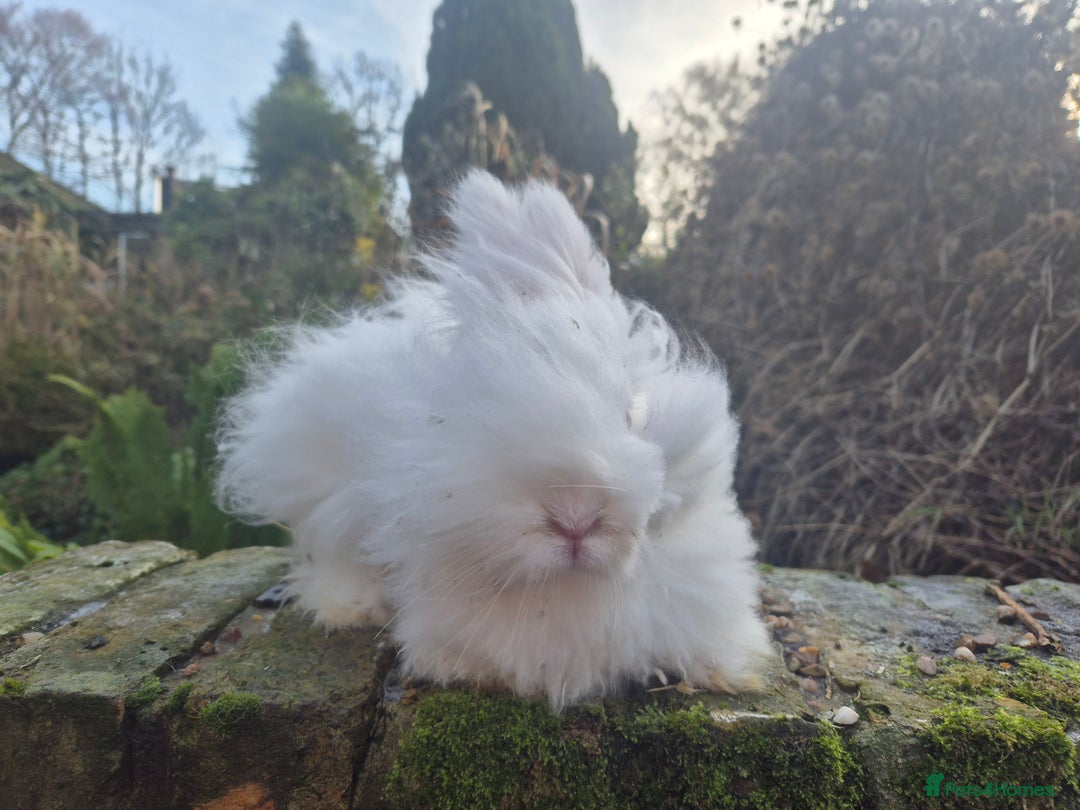 Angora rabbits for sale: 💗 READY NOW FULL FACED WHITE GIRL 💗  - Advert 5