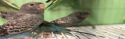 Budgerigars birds for sale: Black face and black wing budgies - Advert 10