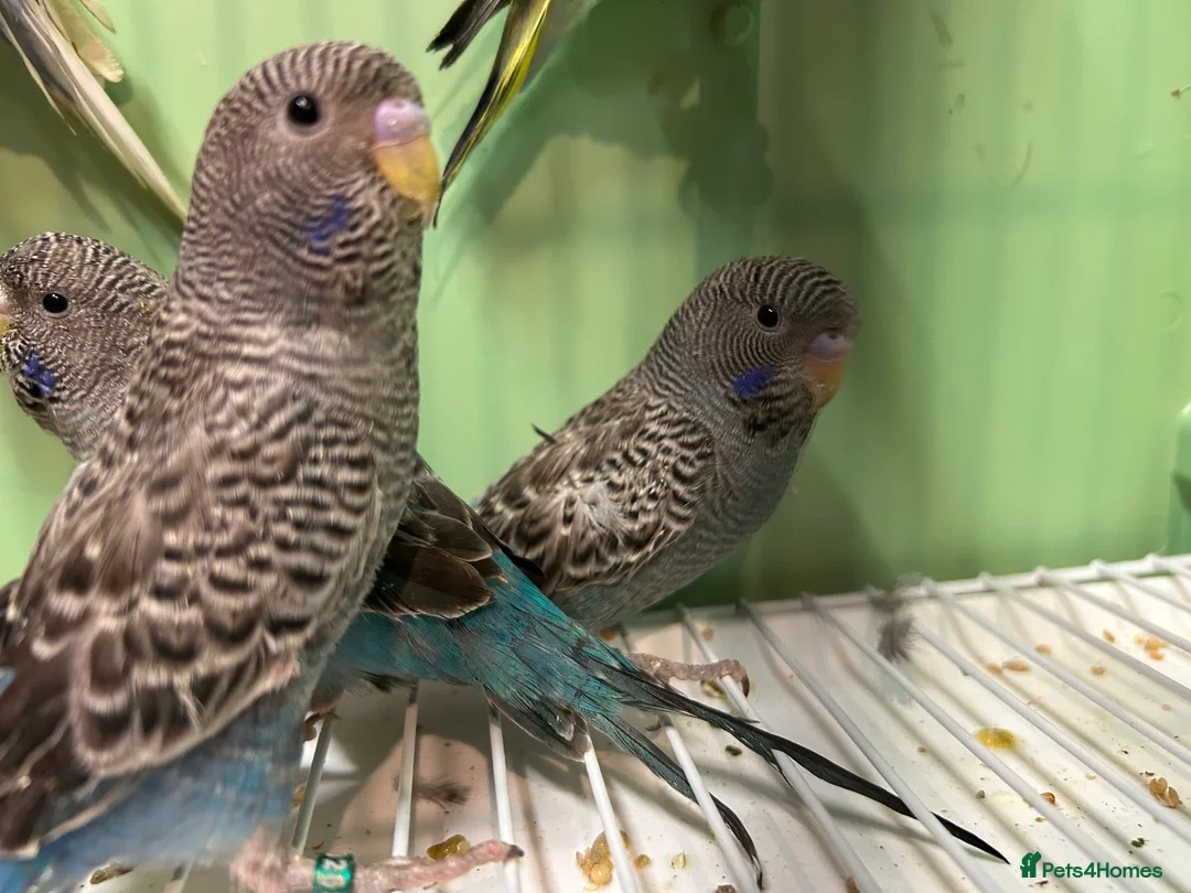 Budgerigars birds for sale: Black face and black wing budgies - Advert 10