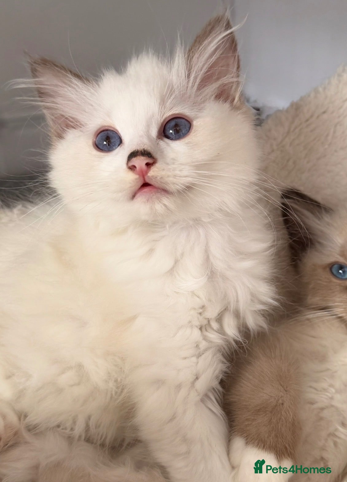 Ragdoll cats STUNNING BICOLOUR RAGDOLL KITTEN 🩵 - Advert 1