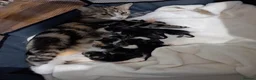 Mixed Breed cats for sale: Kittens - Advert 1