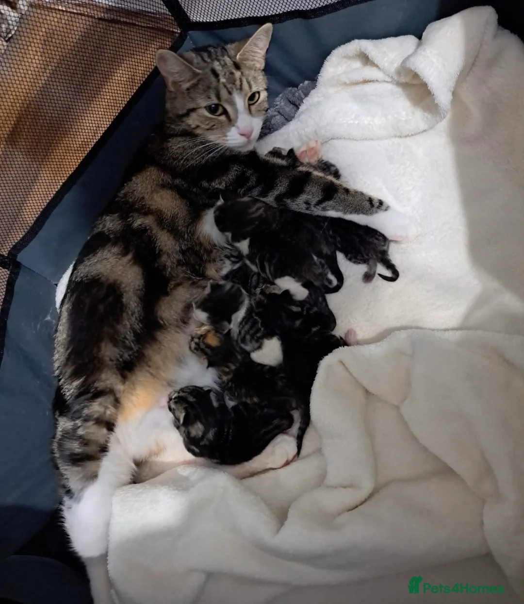 Mixed Breed cats for sale: Kittens - Advert 1