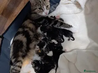 Mixed Breed cats Kittens - Advert 4