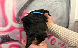 Cockapoo dogs for sale: *STUNNING F1 COCKAPOO PUPPIES* - Advert 16