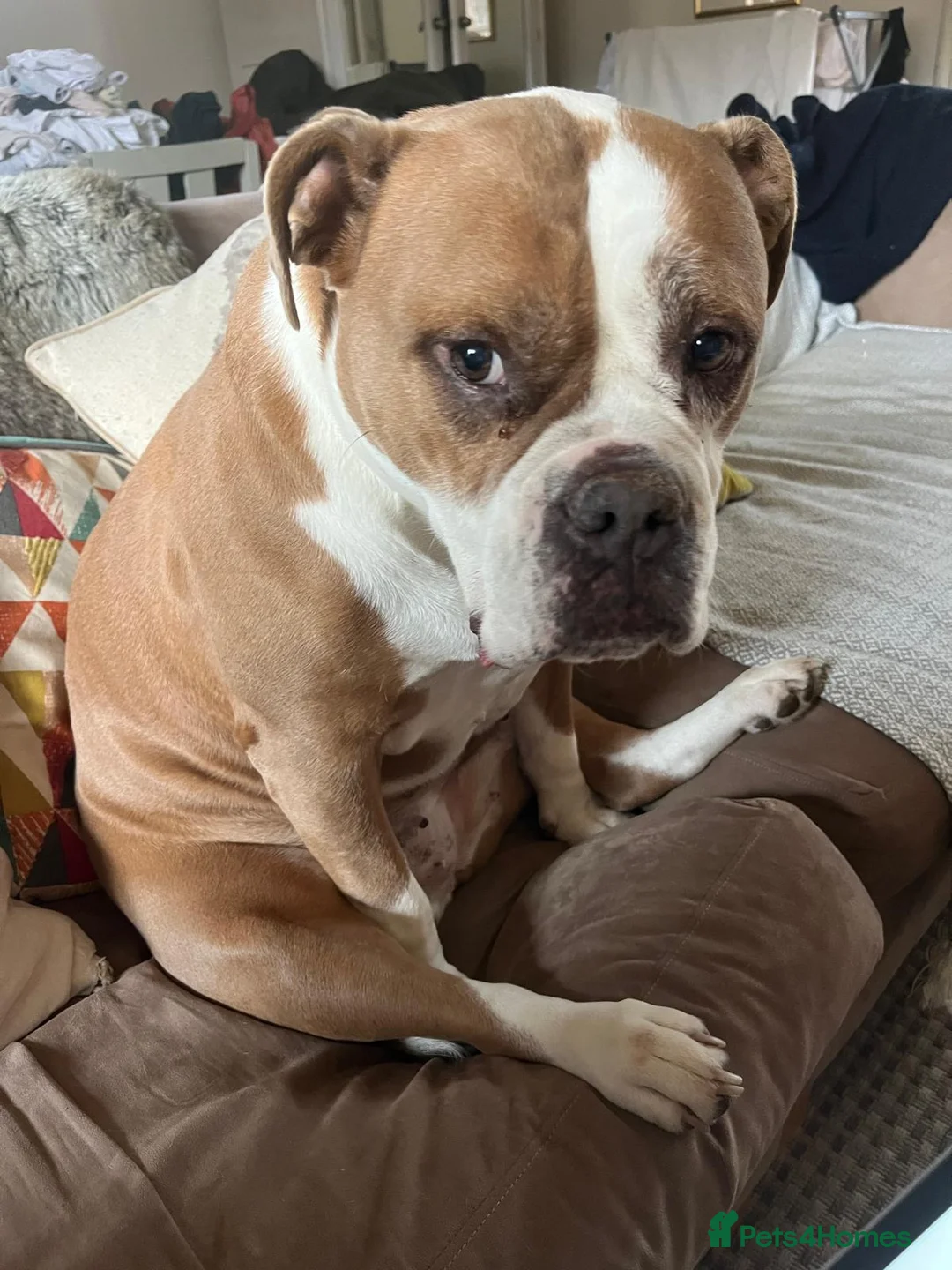 Olde English Bulldogge dogs for sale: Meet Piggles - Advert 6