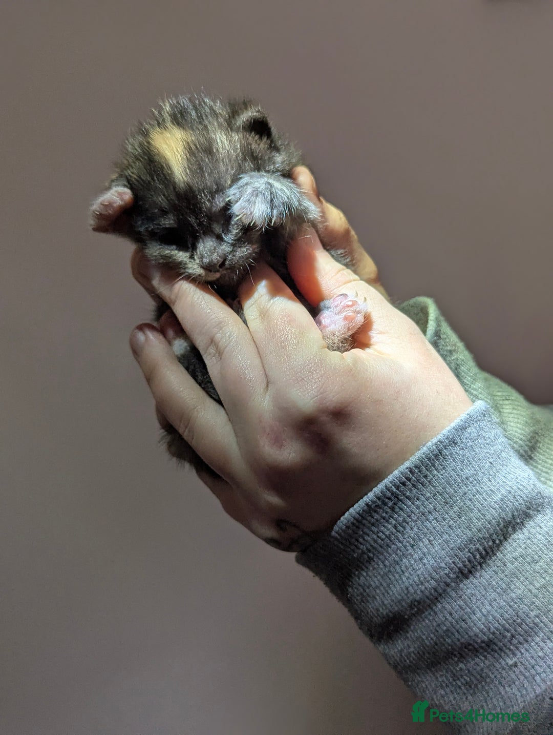 Maine Coon cats for sale: 2 week old kittens - Advert 11