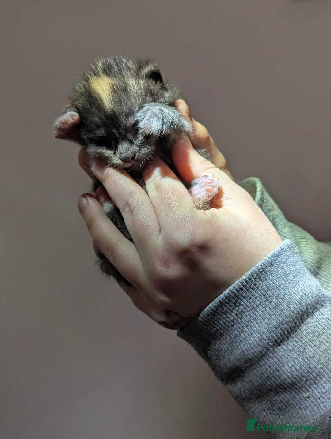 Maine Coon cats for sale: 2 week old kittens - Advert 11