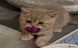 British Shorthair cats for sale: Amazing BSH kittens. READY TO GO!!! - Image 10