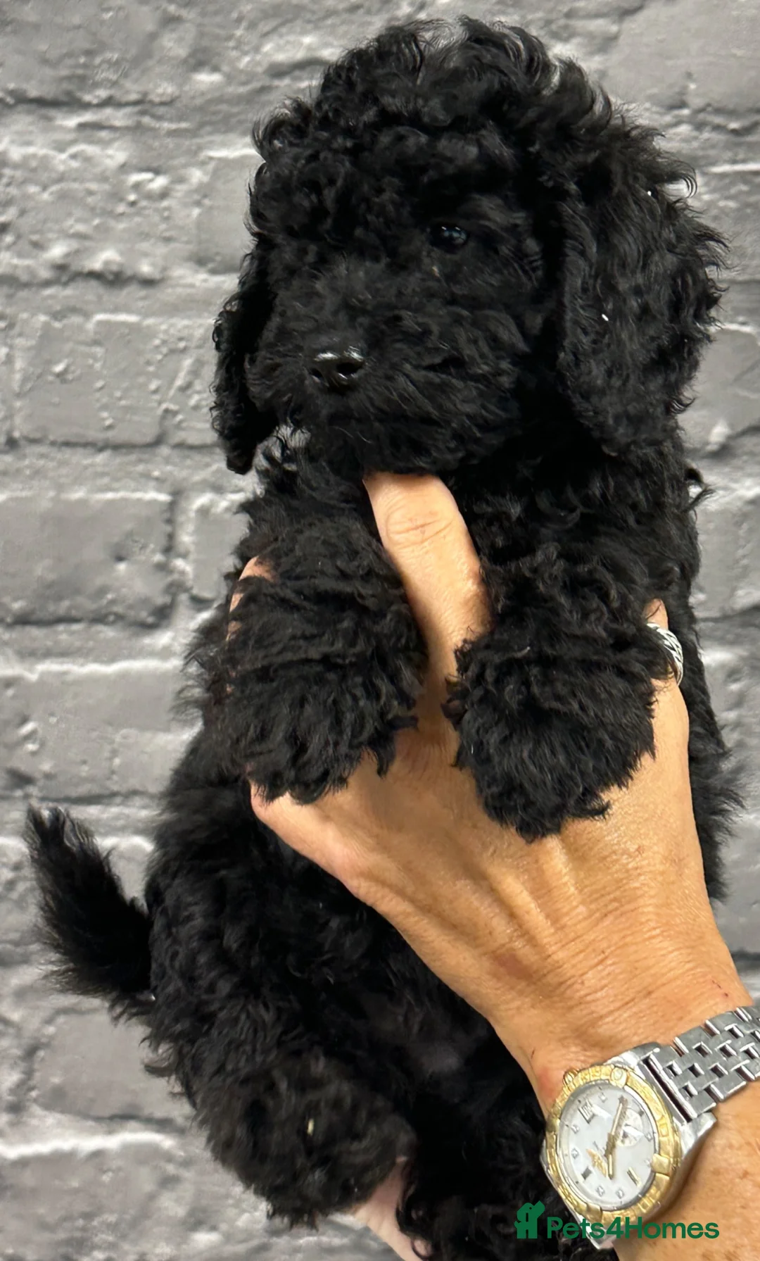 Miniature Poodle dogs for sale: STUNNING LITTER OF 6 BLACK MINIATURE POODLES - Advert 10