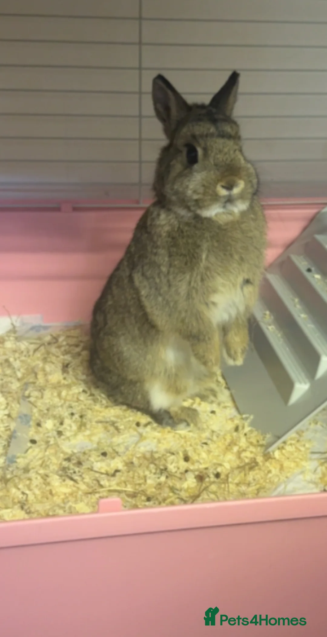 Netherland Dwarf rabbits for sale: Re-Home  in Bolton - Advert 2