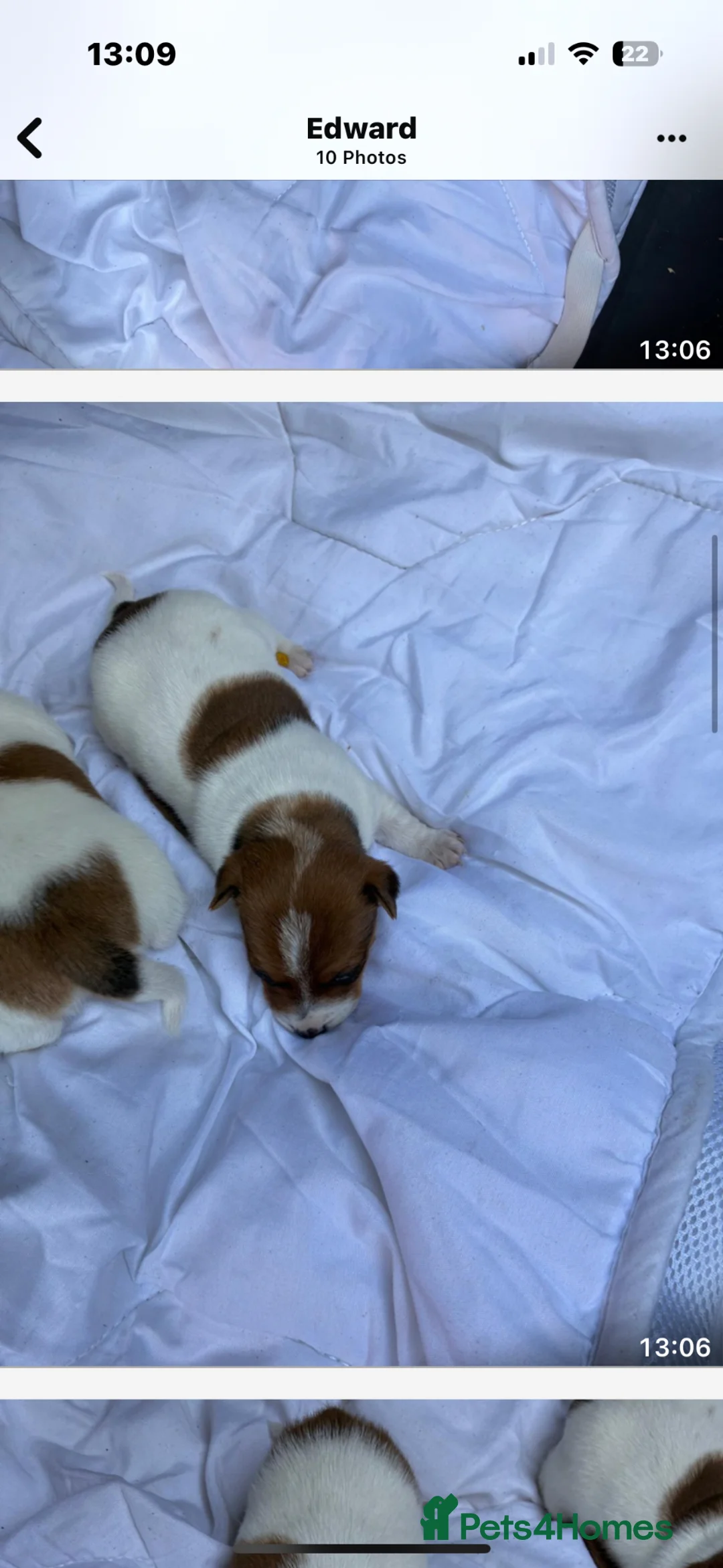 Jack Russell dogs for sale: Jack Russell puppies  - Advert 2