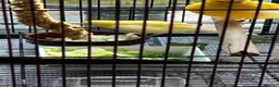 Canaries birds for sale: Fife Canaries in Chester-le-Street - Advert 12