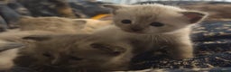 Tonkinese cats for sale: Gorgeous Tonkdoll kittens  - Advert 16