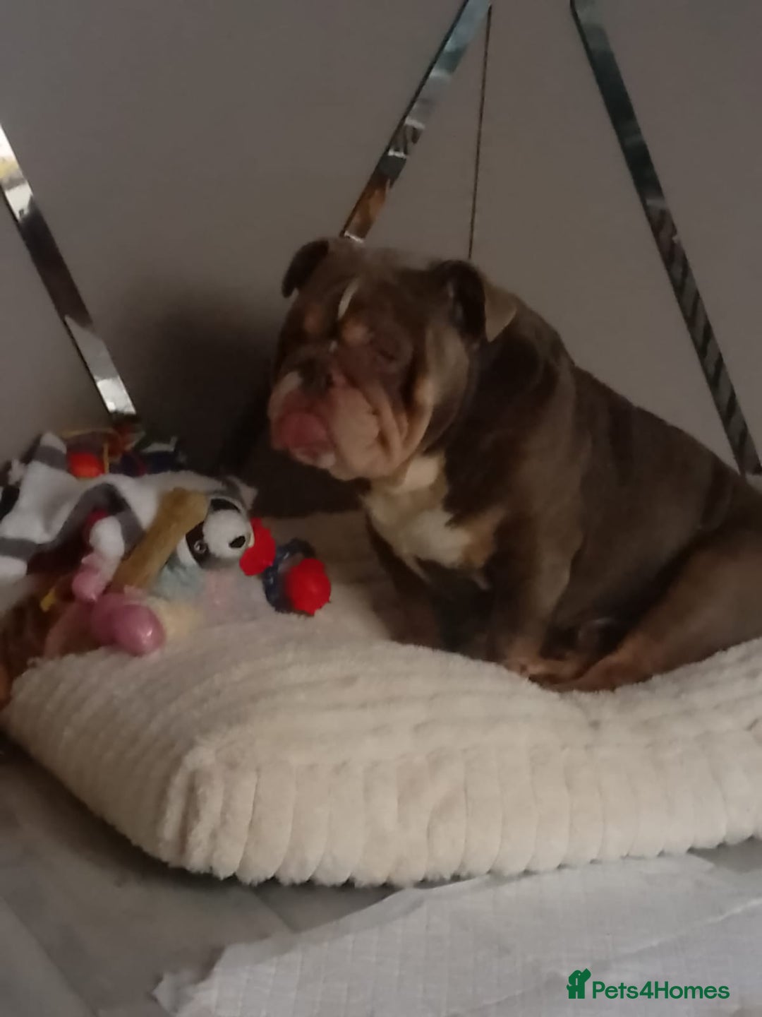 English Bulldog dogs for sale: English bulldog - Advert 2