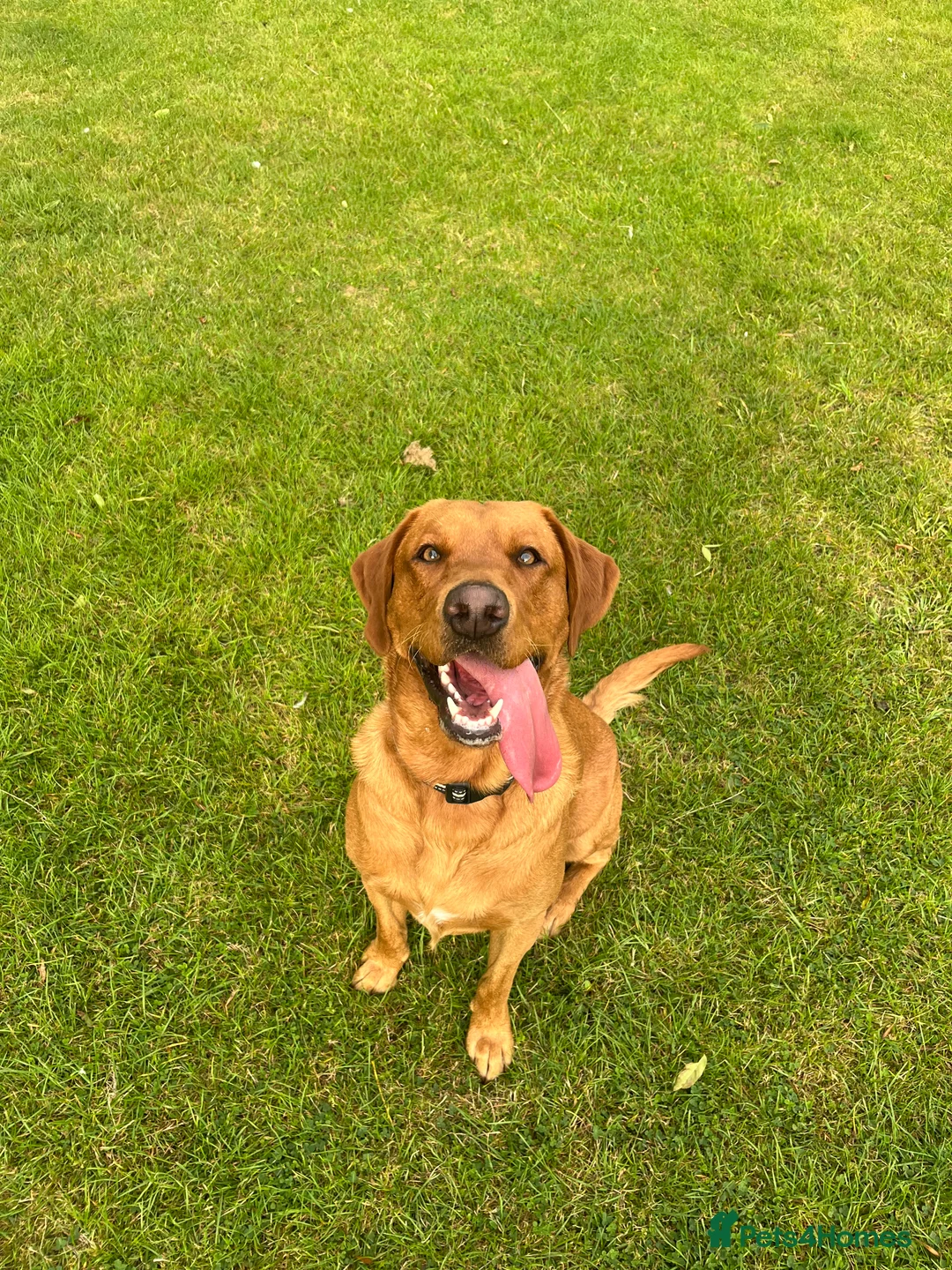 Labrador Retriever dogs for stud: Fox Red Labrador - Advert 4