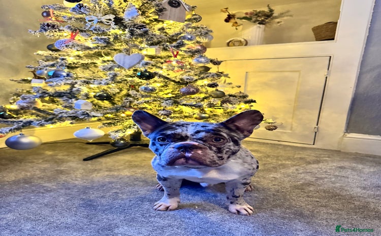 French Bulldog dogs French bulldog - Advert 15