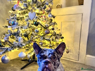 French Bulldog dogs French bulldog - Advert 10