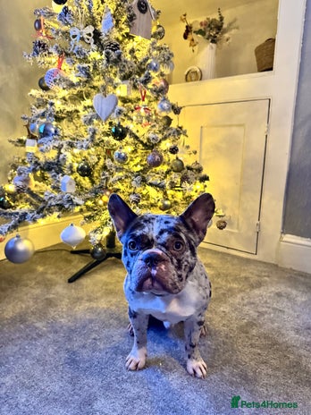 French Bulldog dogs French bulldog - Advert 15