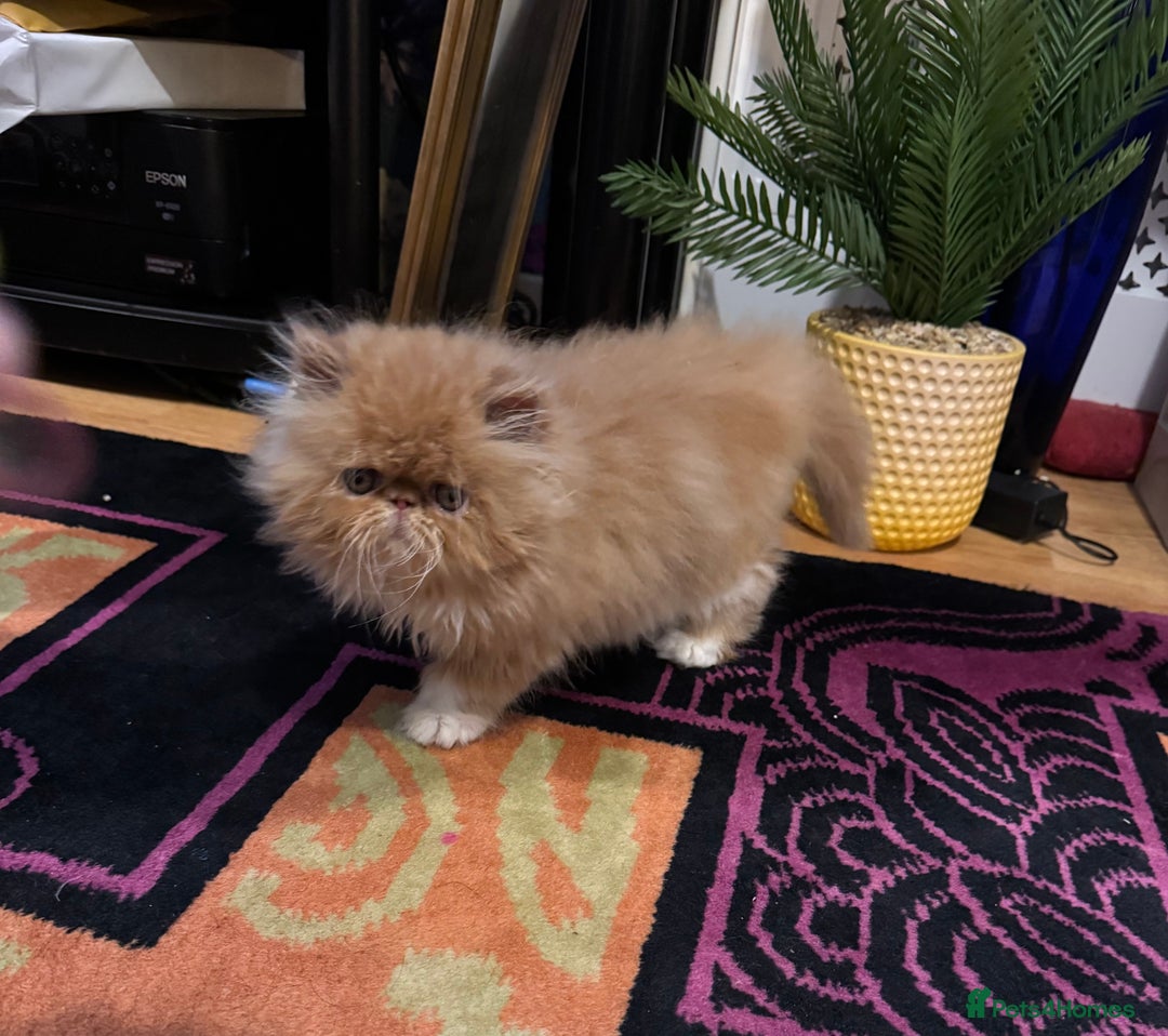 Persian cats for sale: Beautiful red/white pedigree Persian male kitten - Image 5
