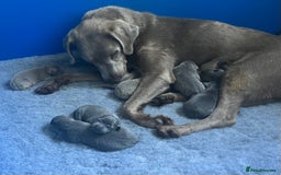 Labrador Retriever dogs for sale: Stunning litter of Silver & Charcoal Lab pups  - Image 19